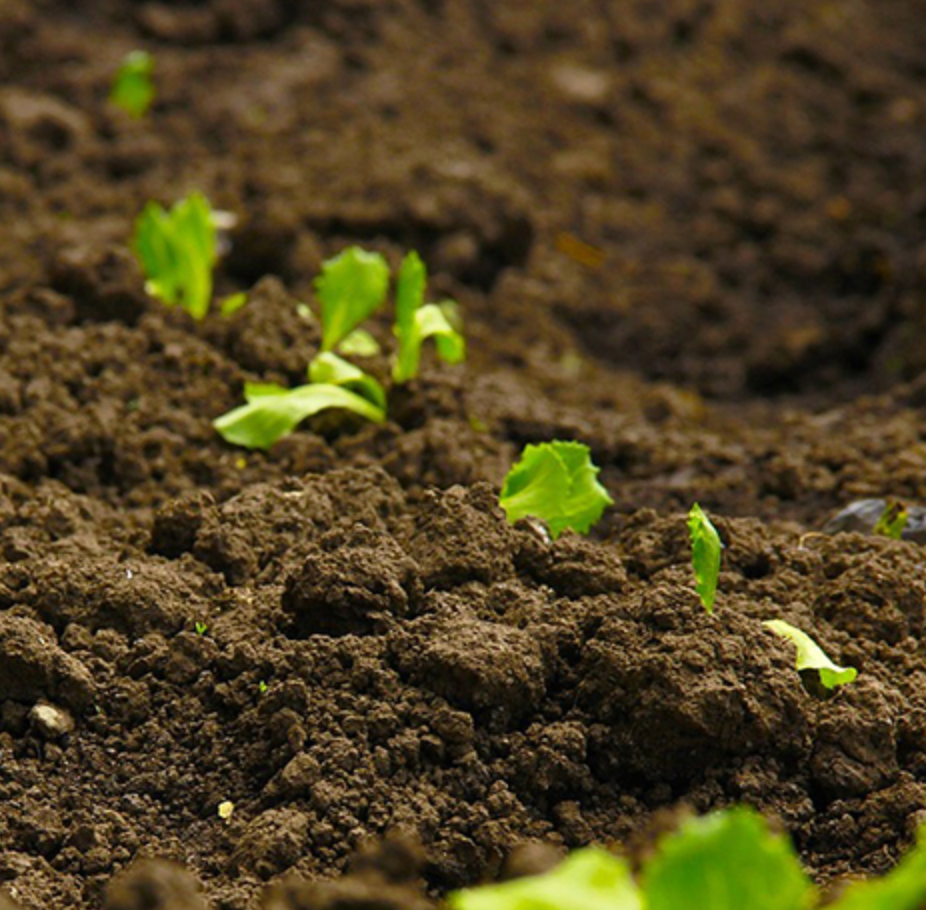 organic soil (a la carte) *includes delivery