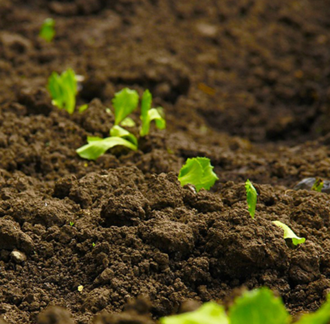 organic soil (a la carte)